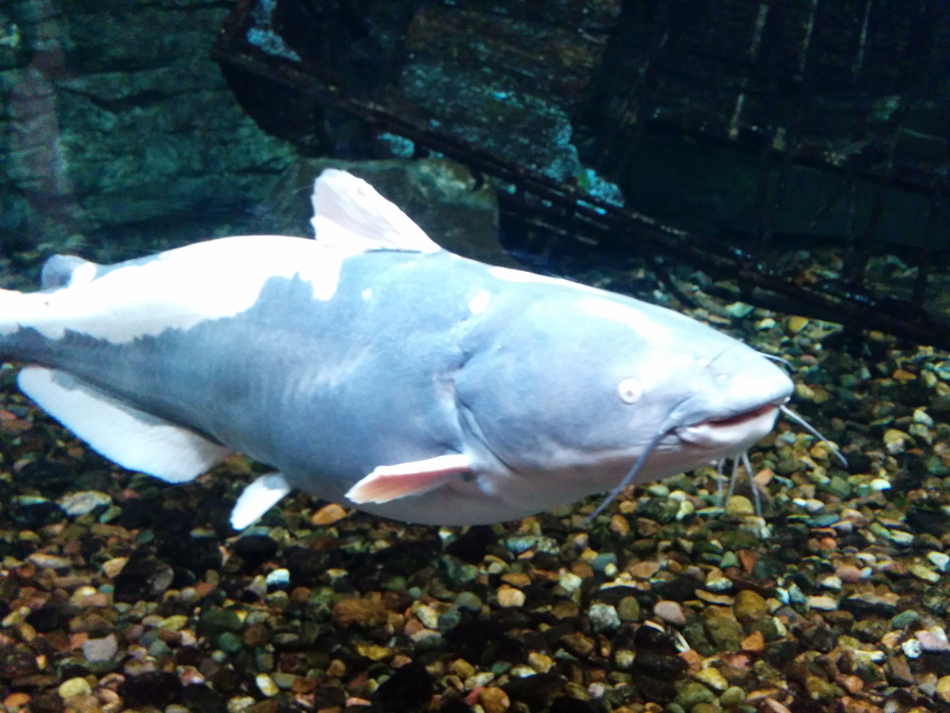 fish