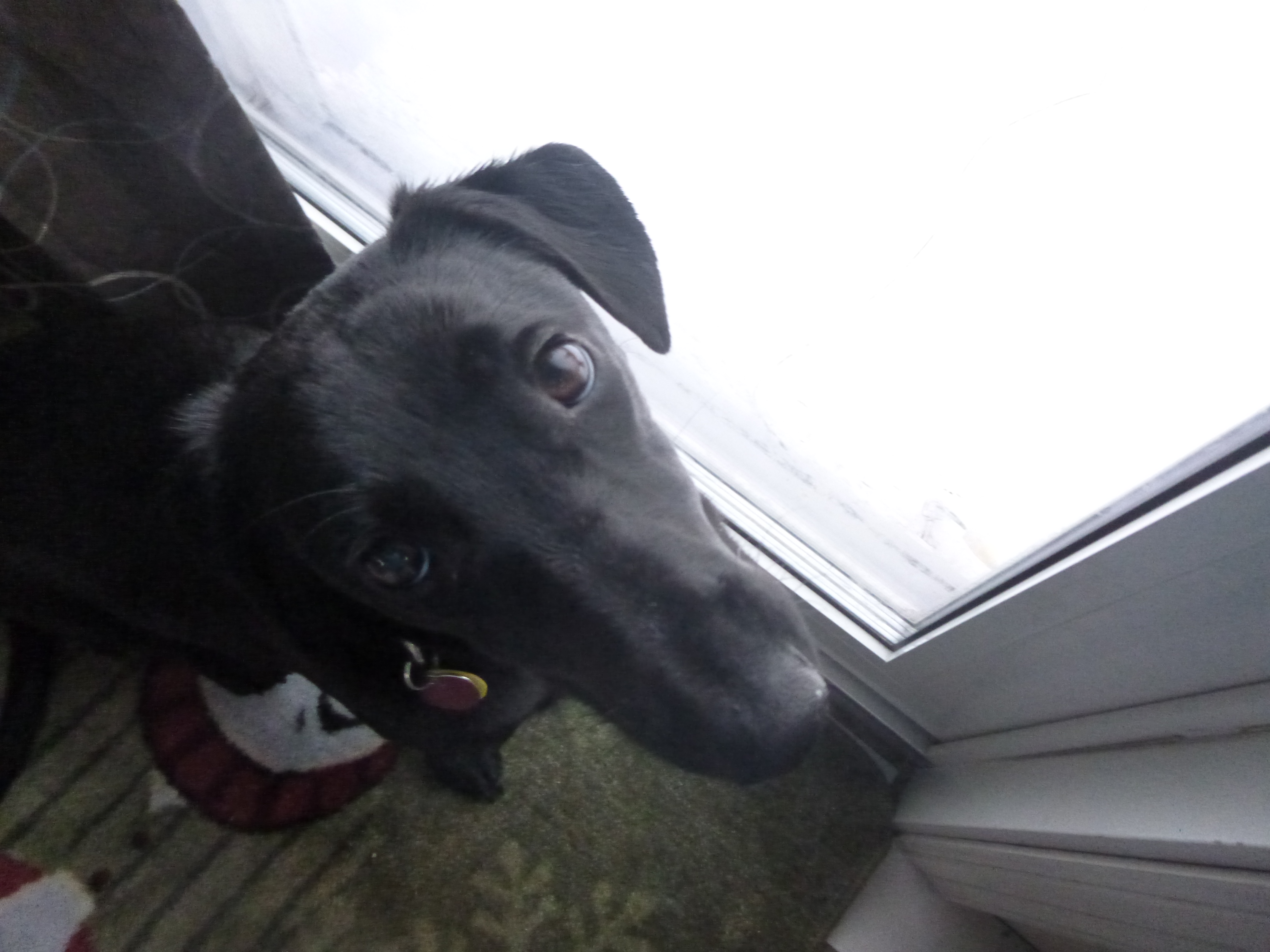 Pleeease let me out