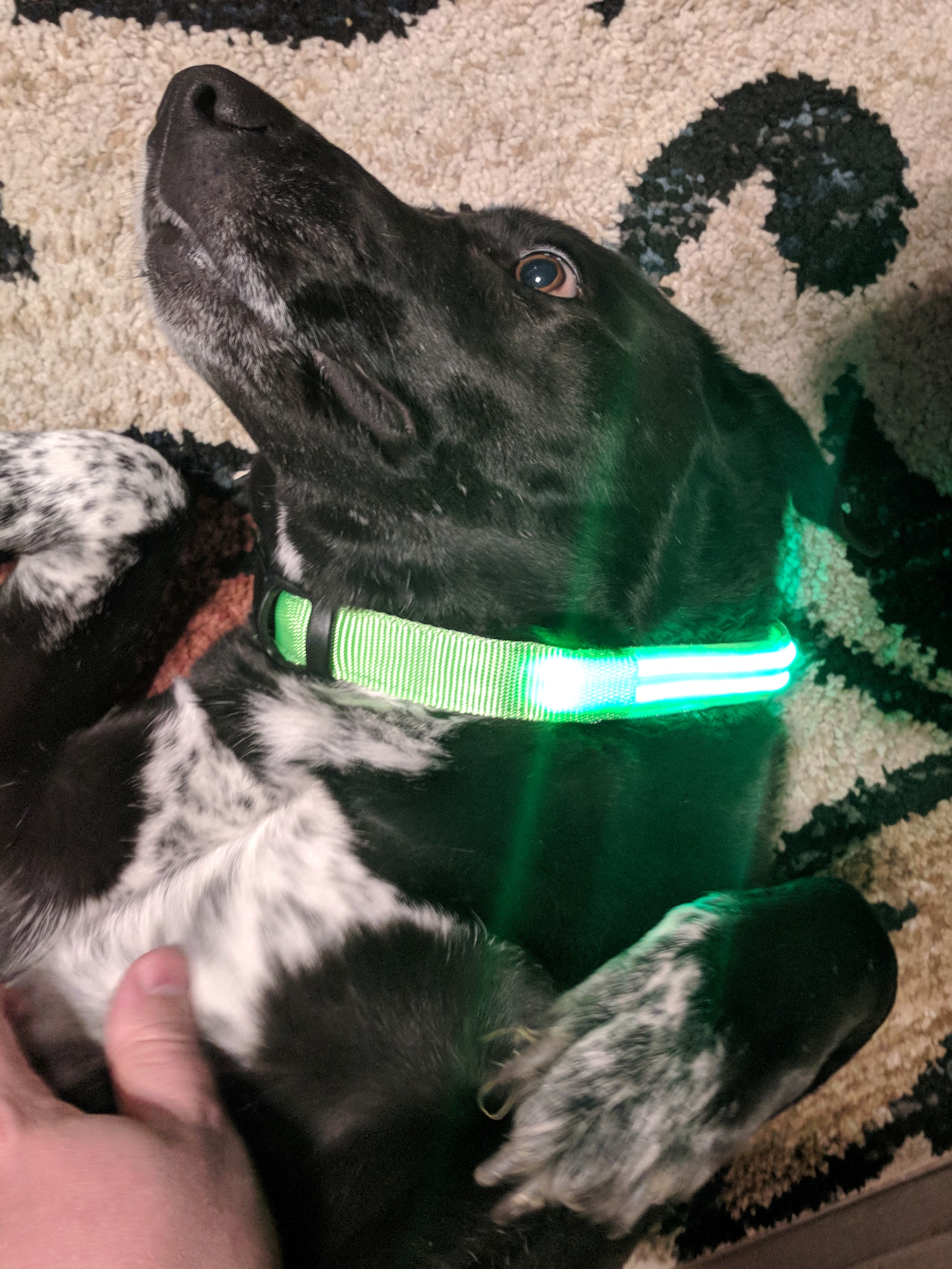 dog face