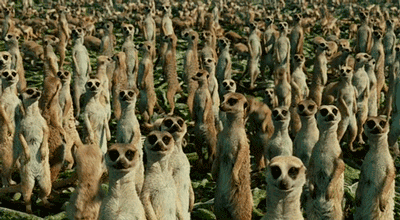 meerkat