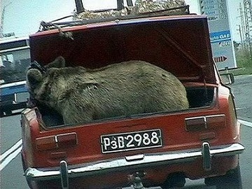 Trunk Bear