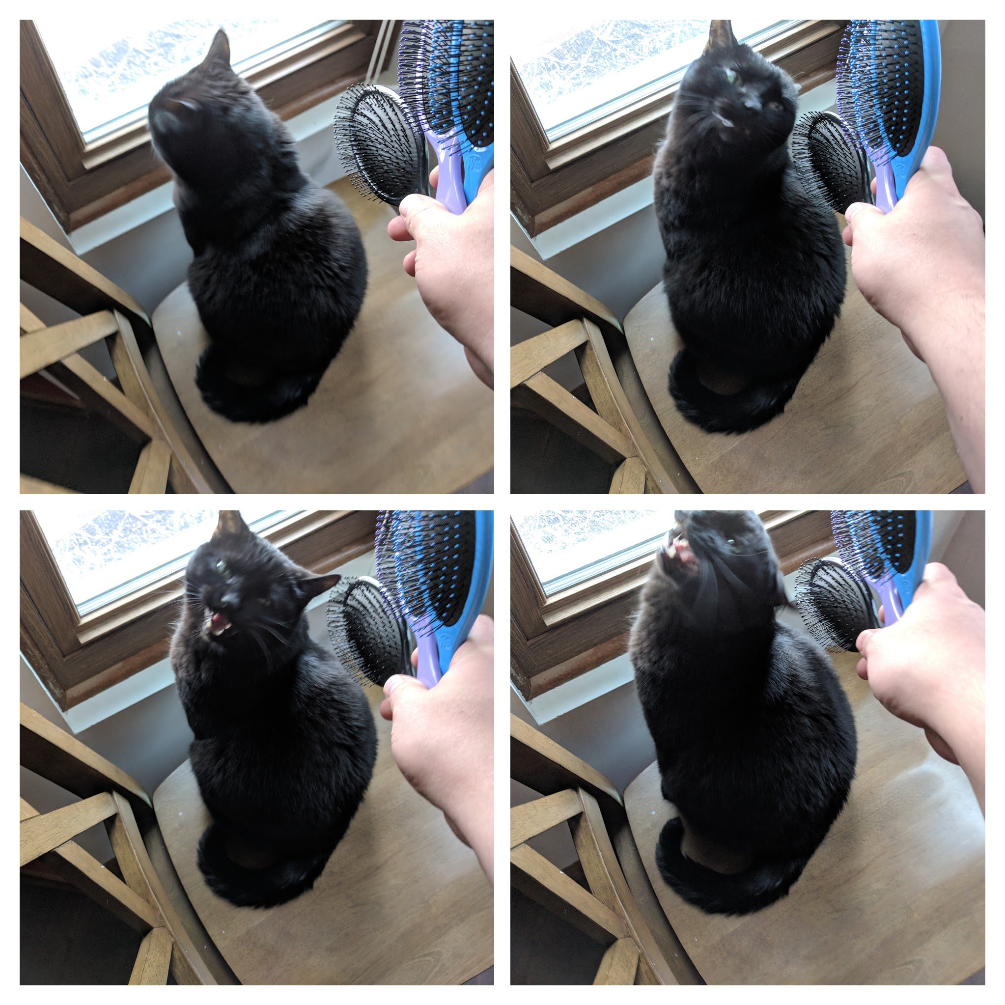 kitteh