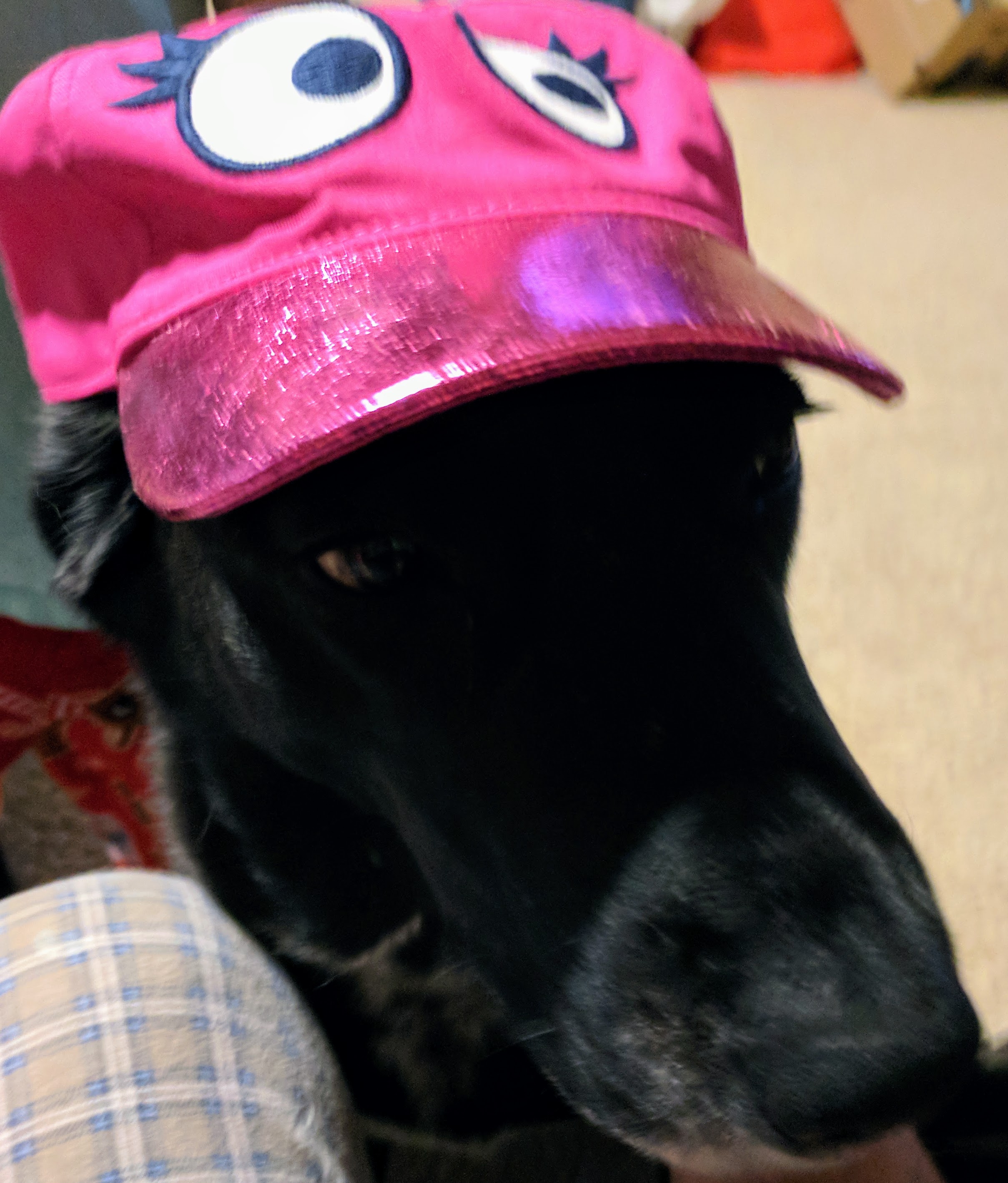 doggo1