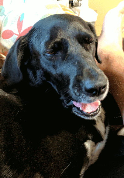 doggo2