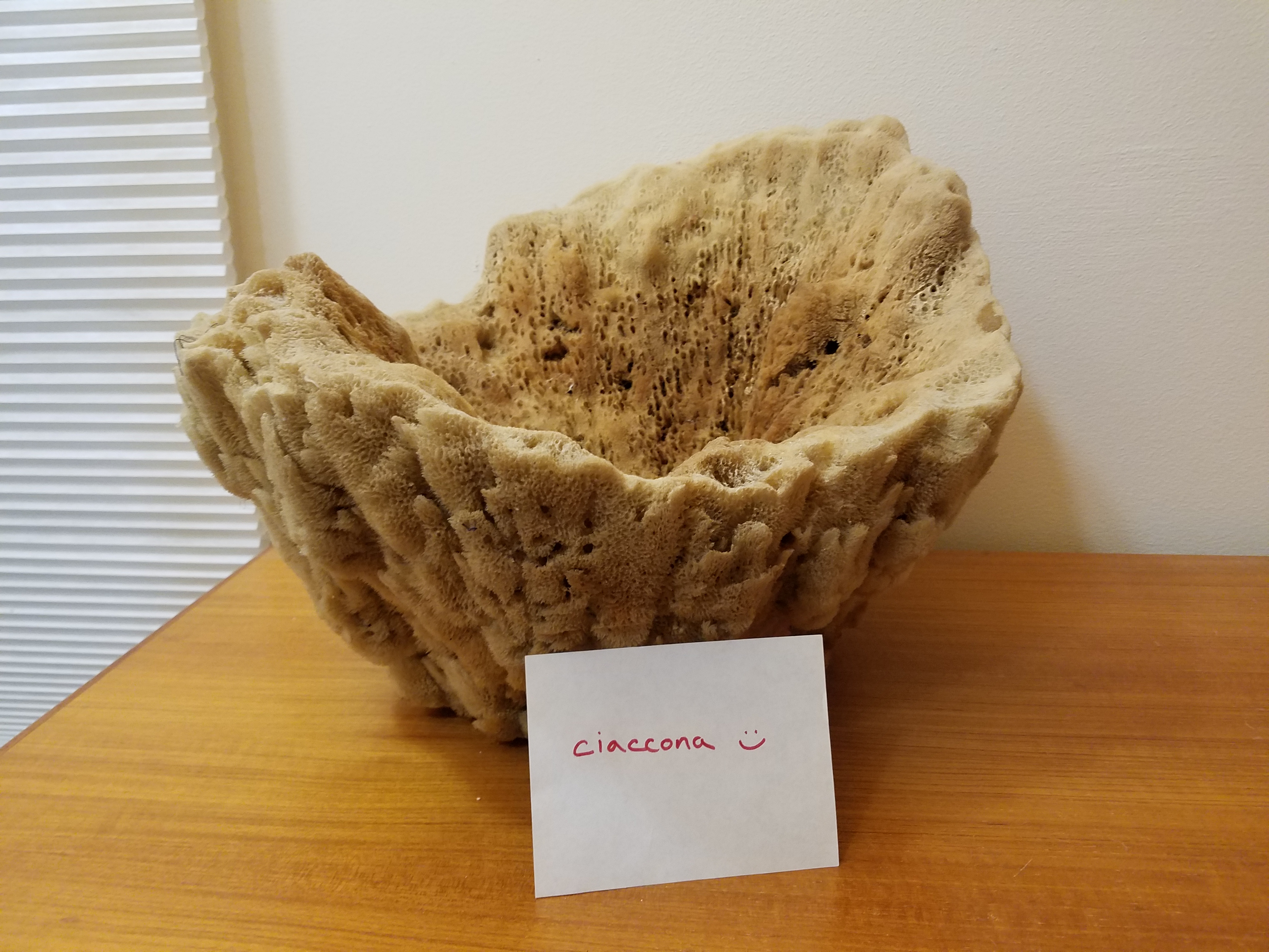 sea sponge