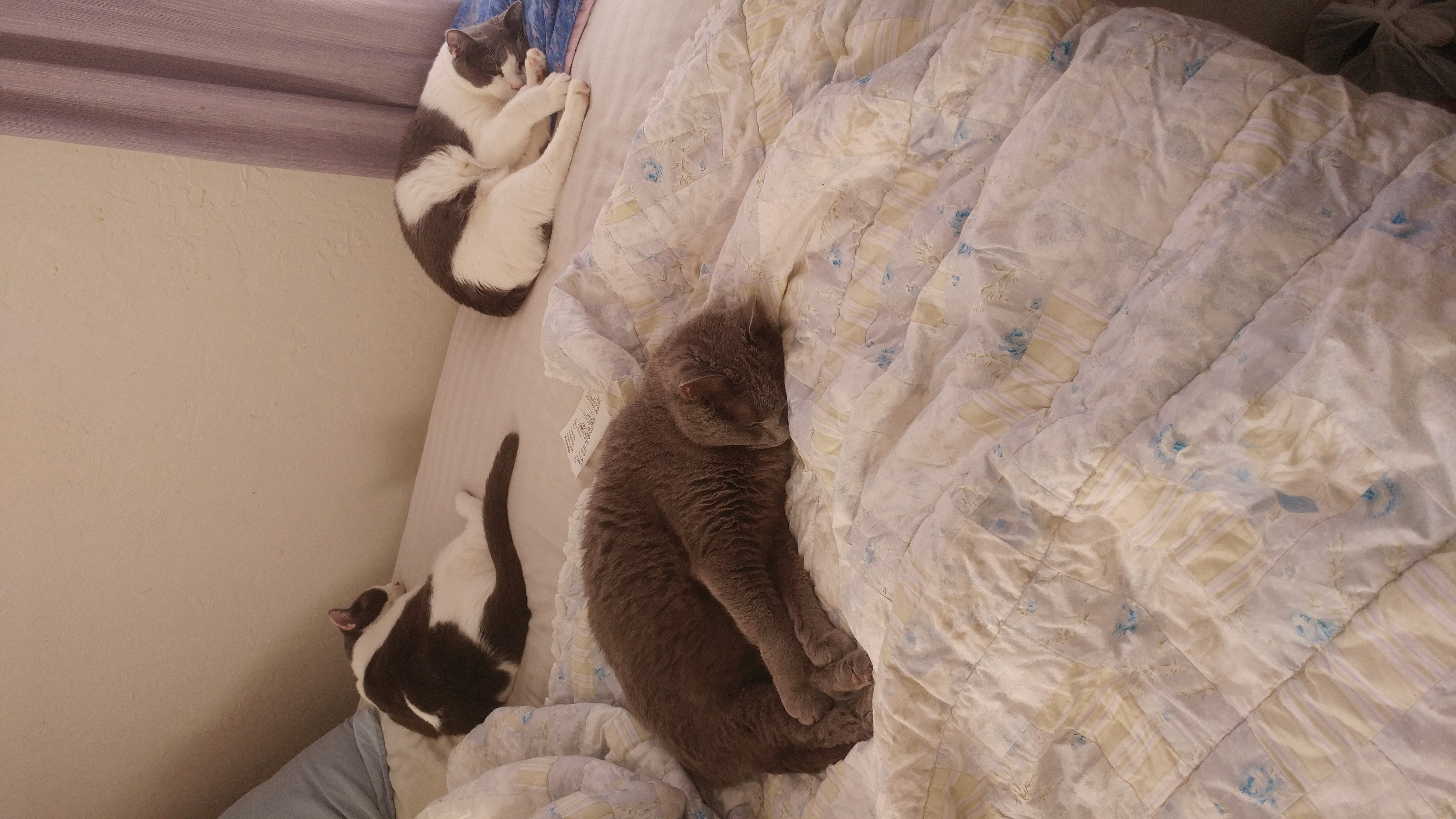 All 3 cats