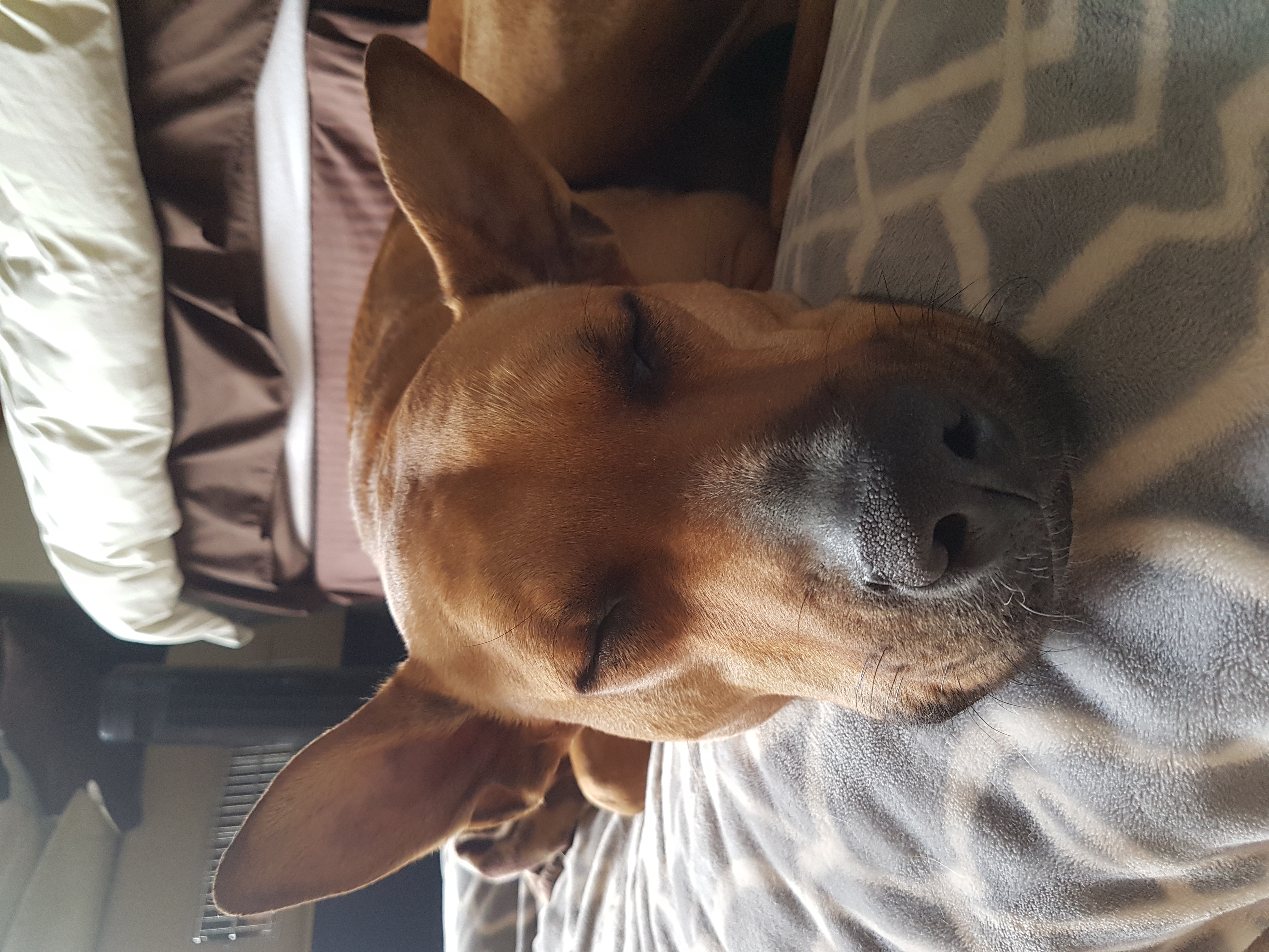 Gratuitous Dog Pic
