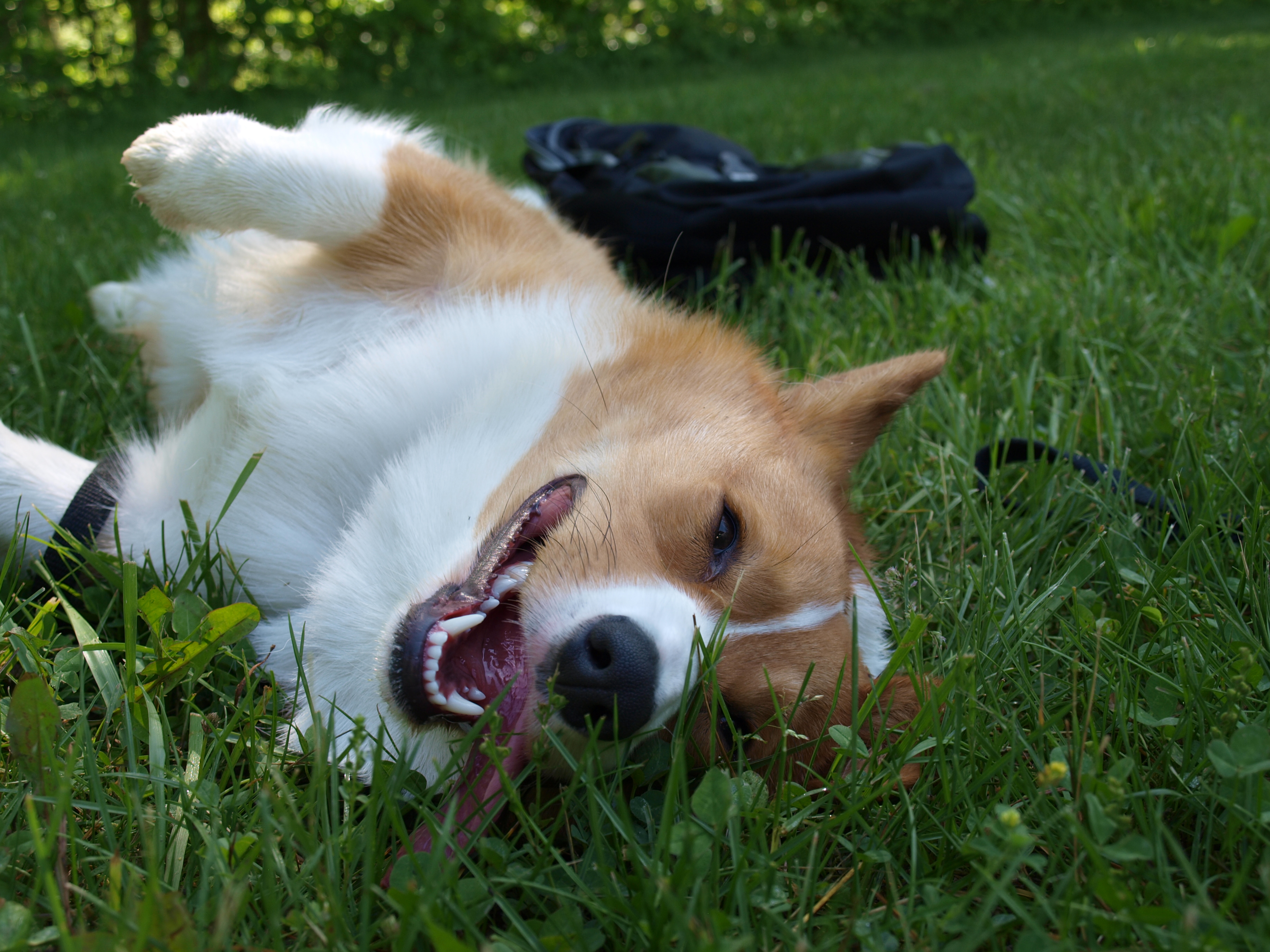 Team Corgi
