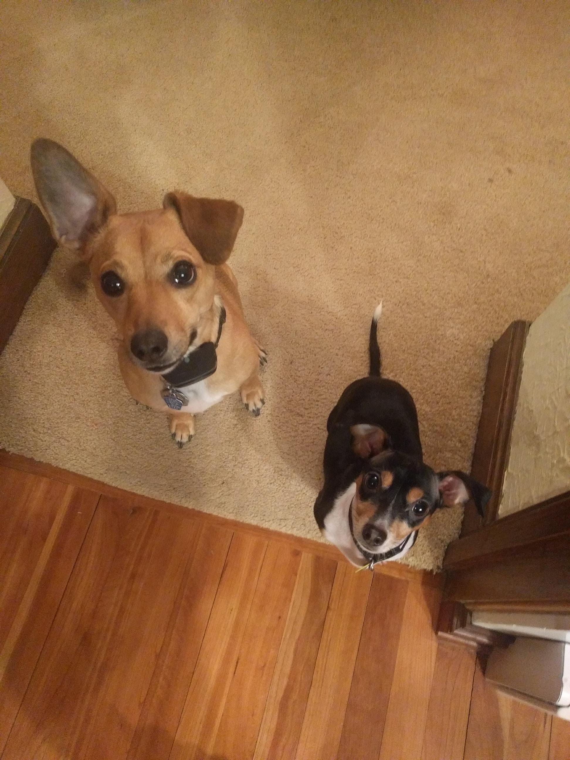 doggos