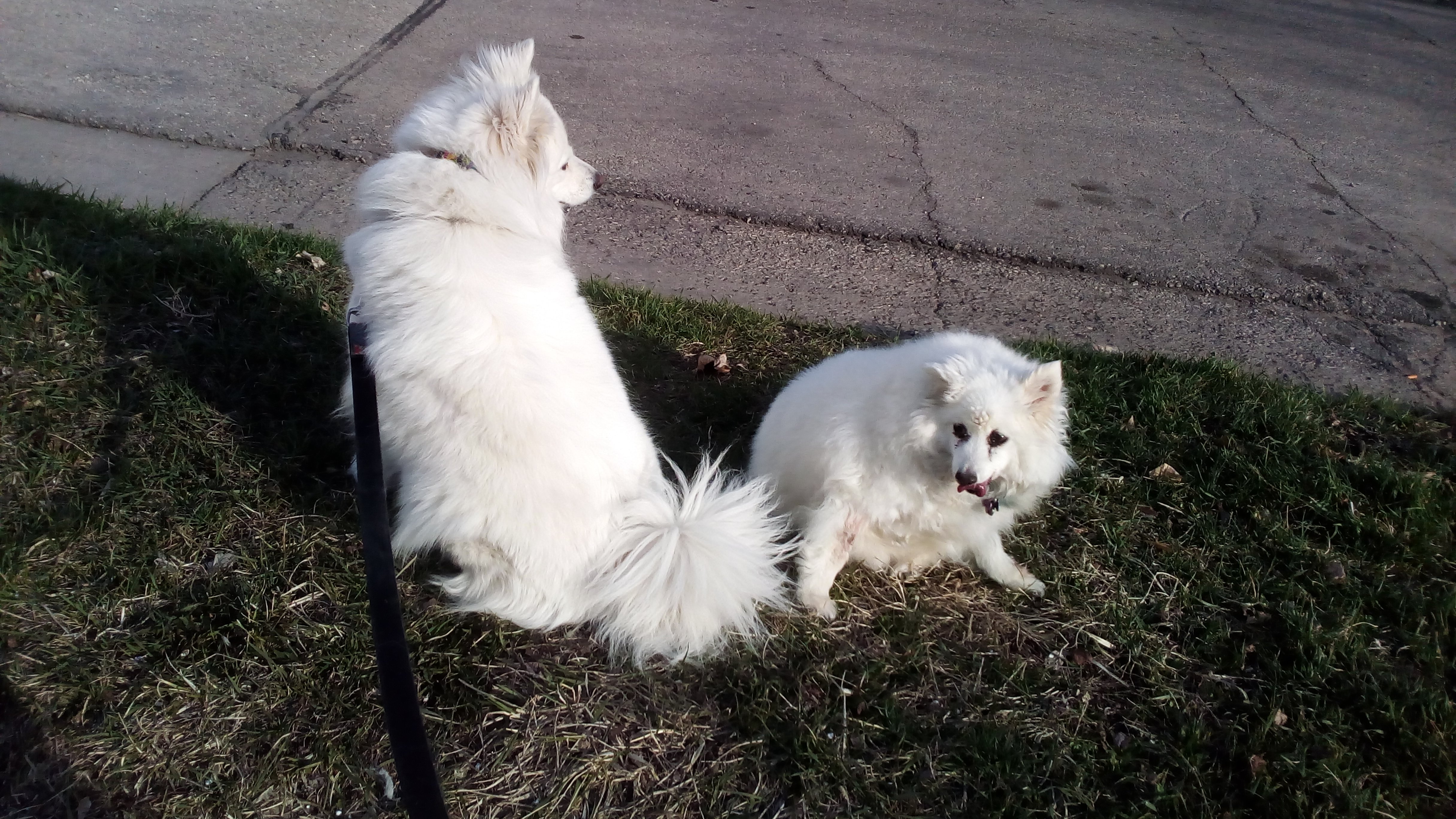 Panda & Kipper