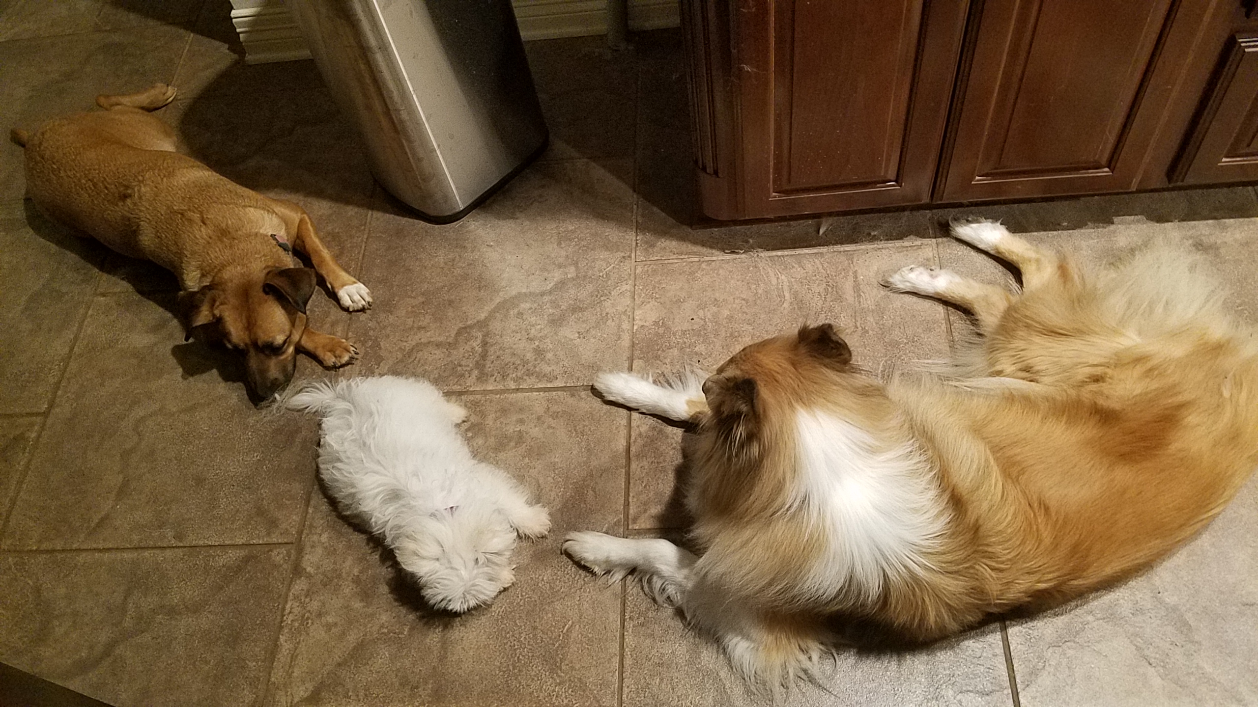 lounging pups