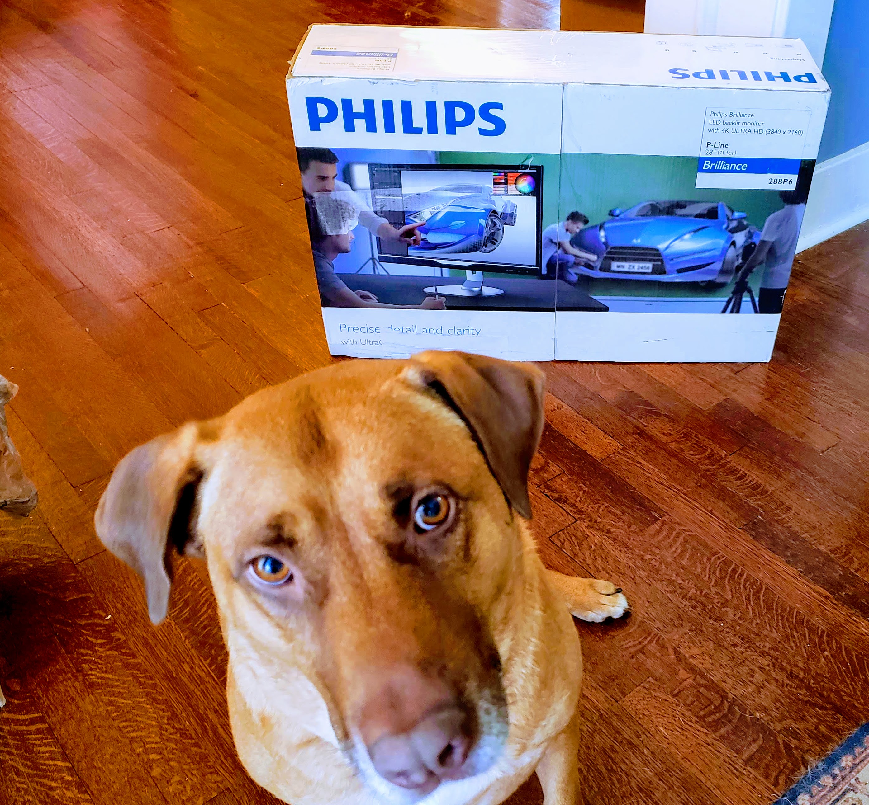 Pup did not come from Meh