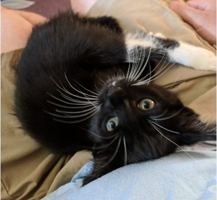 kitten photo