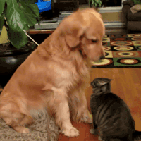 doggoandcat