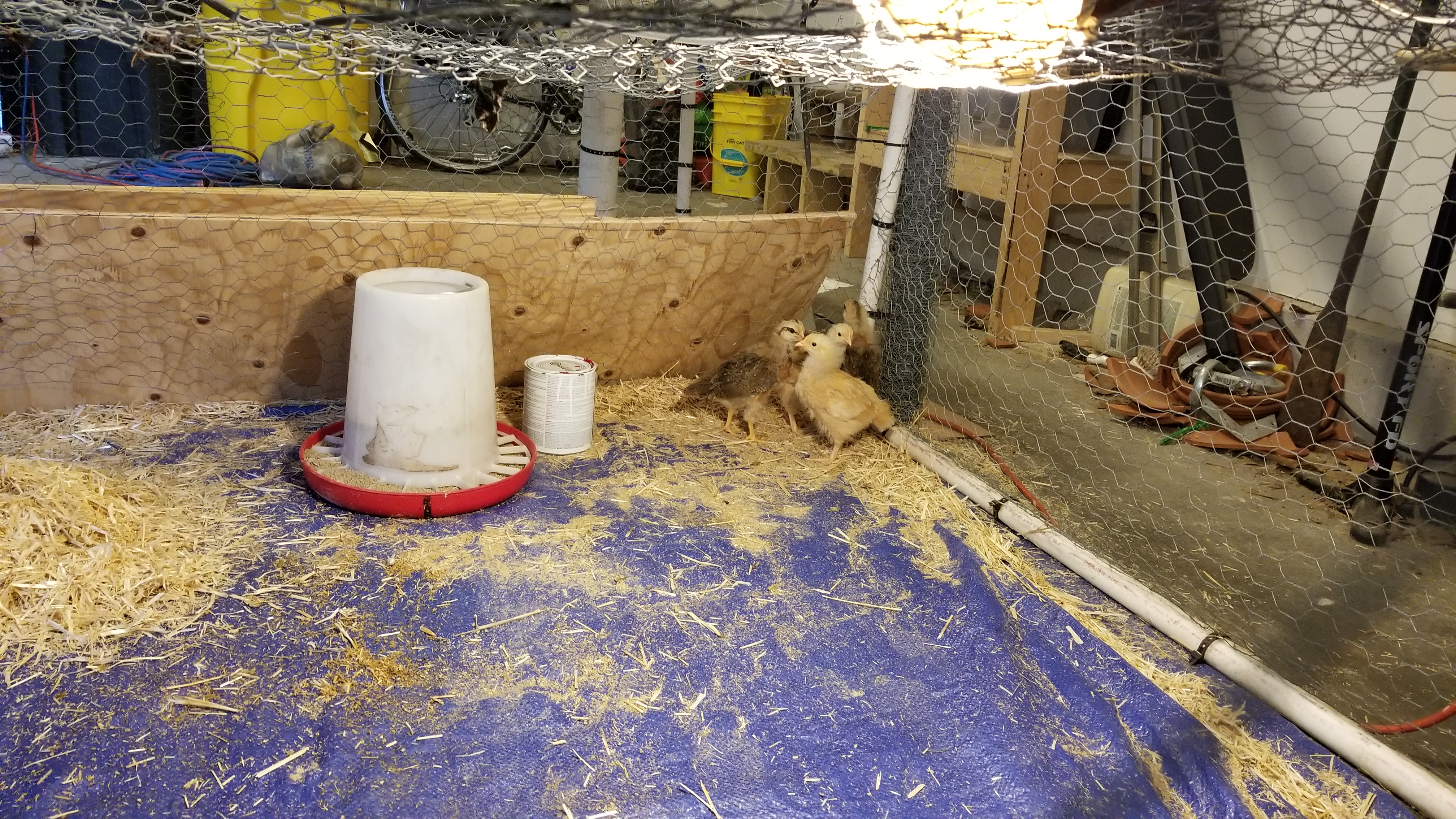 baby chickens