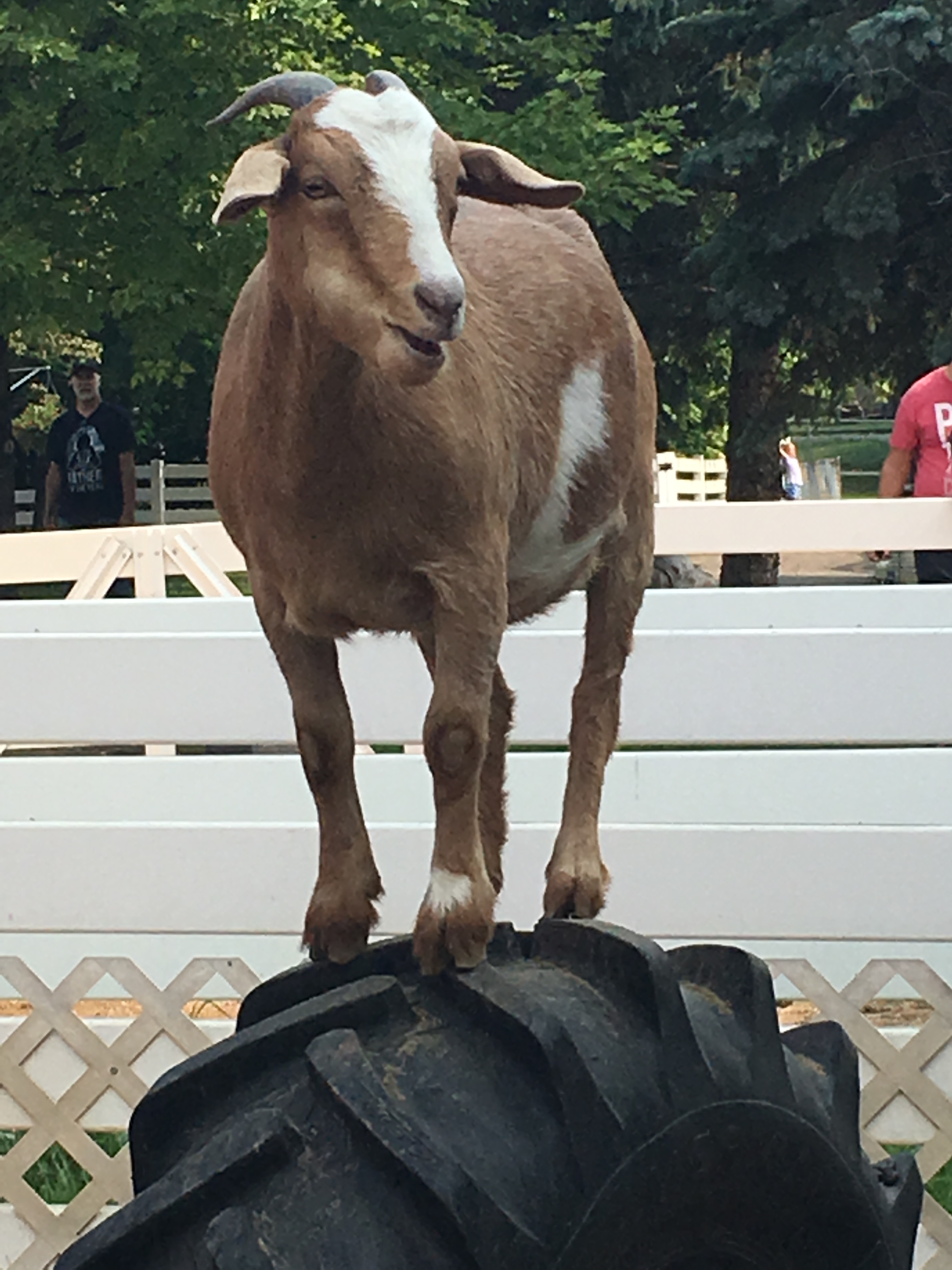 BAA