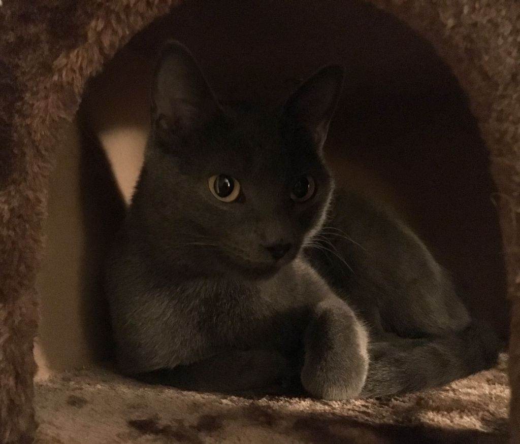 Meow