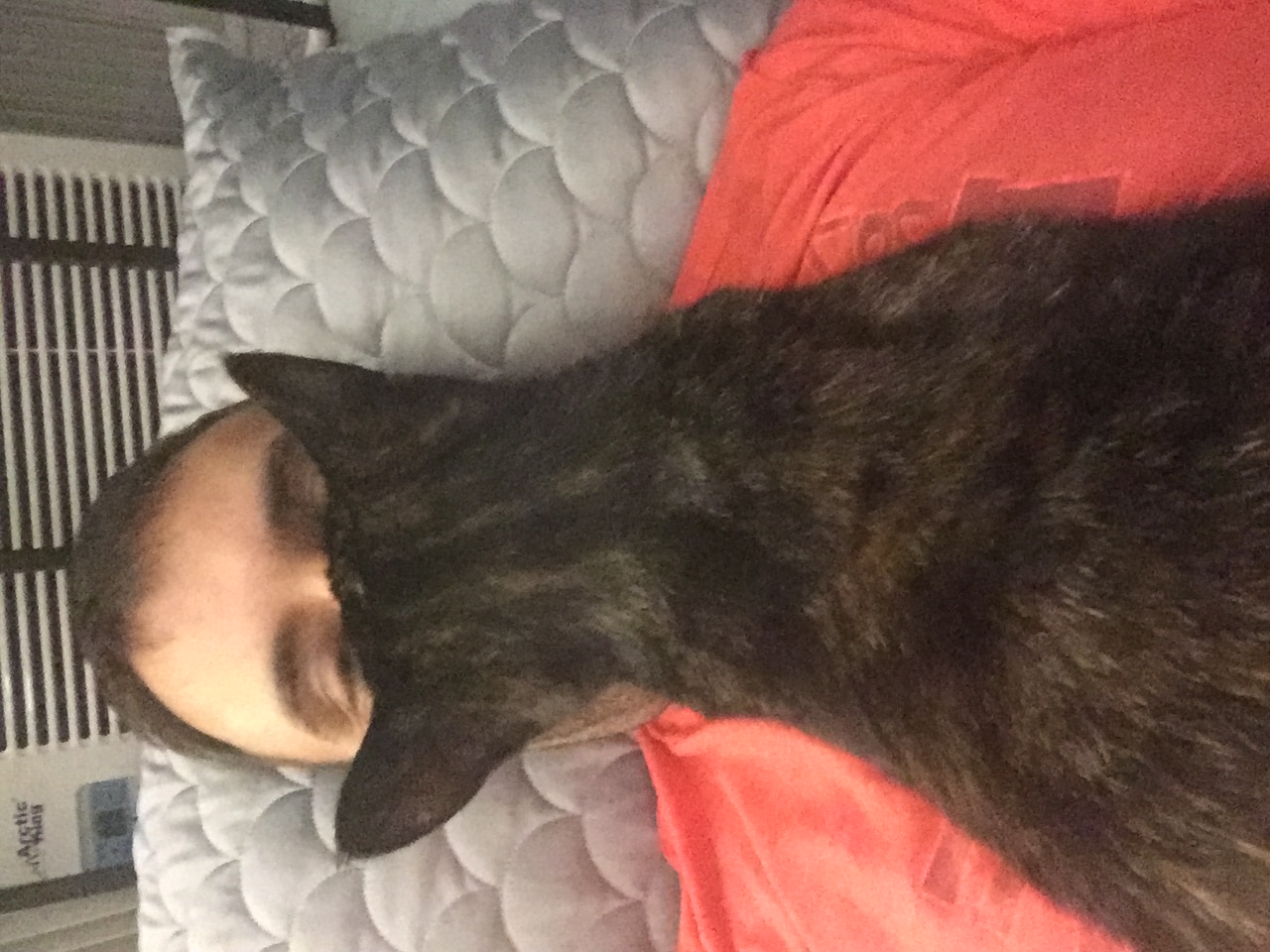 cats, naturally