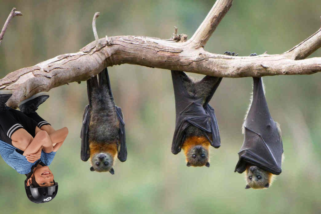batboylives