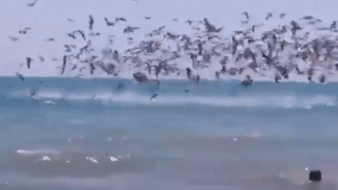 Migration Attaack!