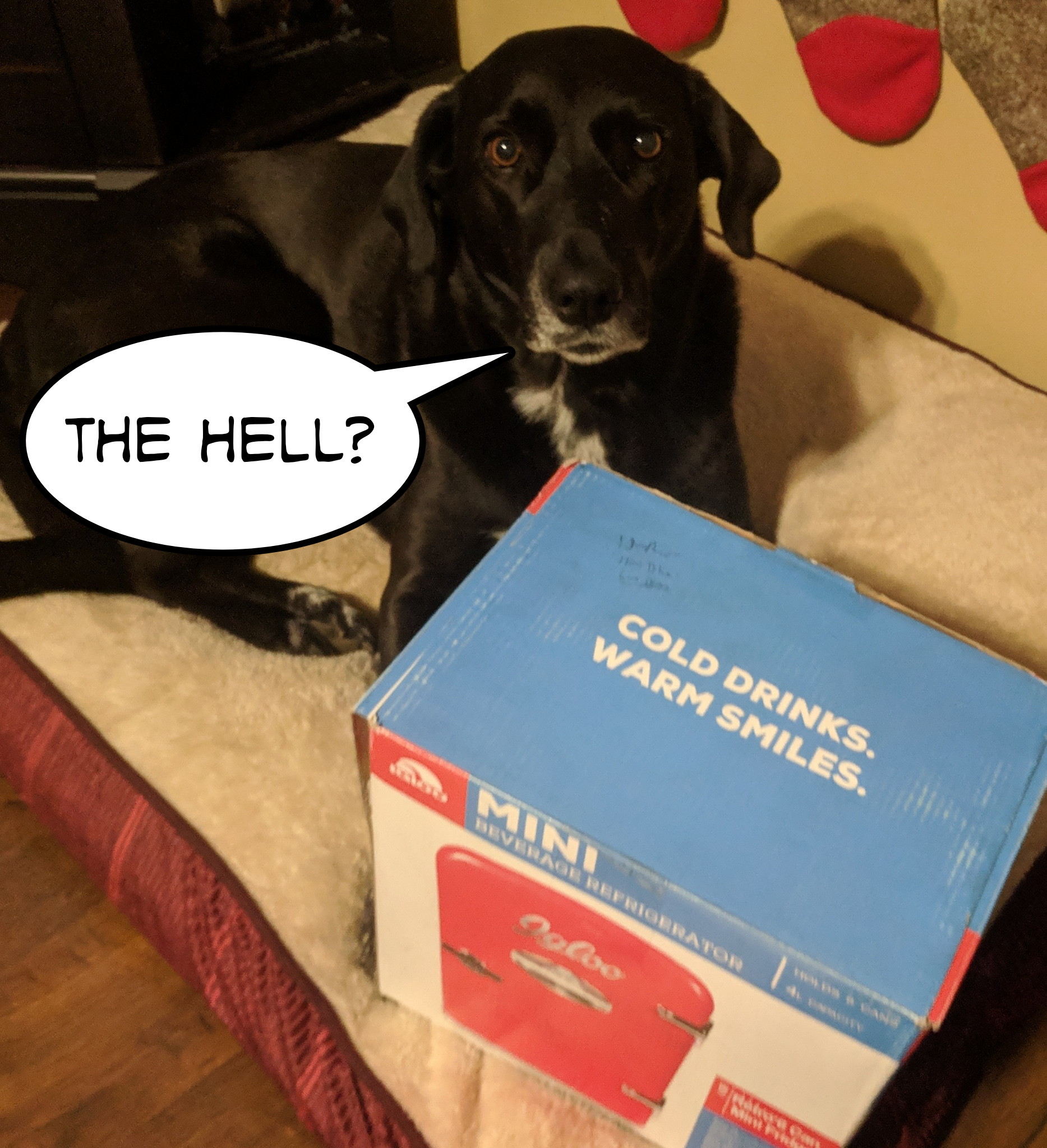 doggo is all wtf