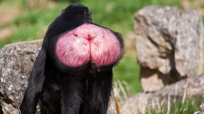 Monkey Ass